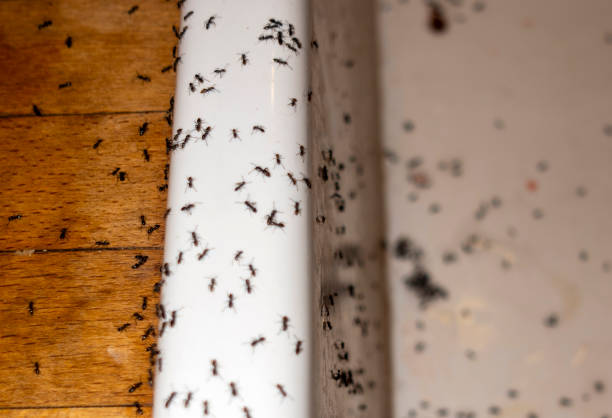 Best Mosquito Control Services  in Hershey, PA